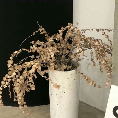 原创兽设世界观构建FurryQQ群